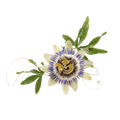 Passionflower