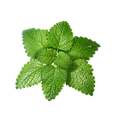 Lemon Balm